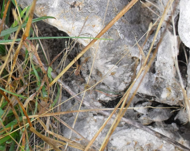 Linyphiidae
